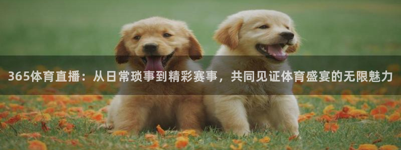 365体育直播：从日常琐事到精彩赛事，共同见证体育盛宴的无限魅力