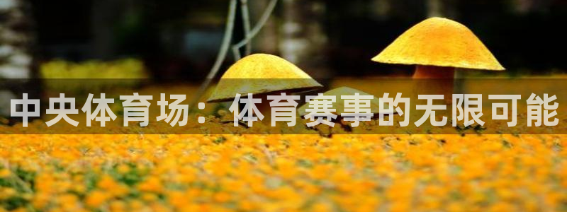 中央体育场：体育赛事的无限可能